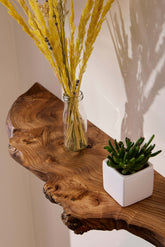 Live edge elm shelf with plants displayed