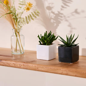 Houseplants on a solid London plane floating wooden shelf