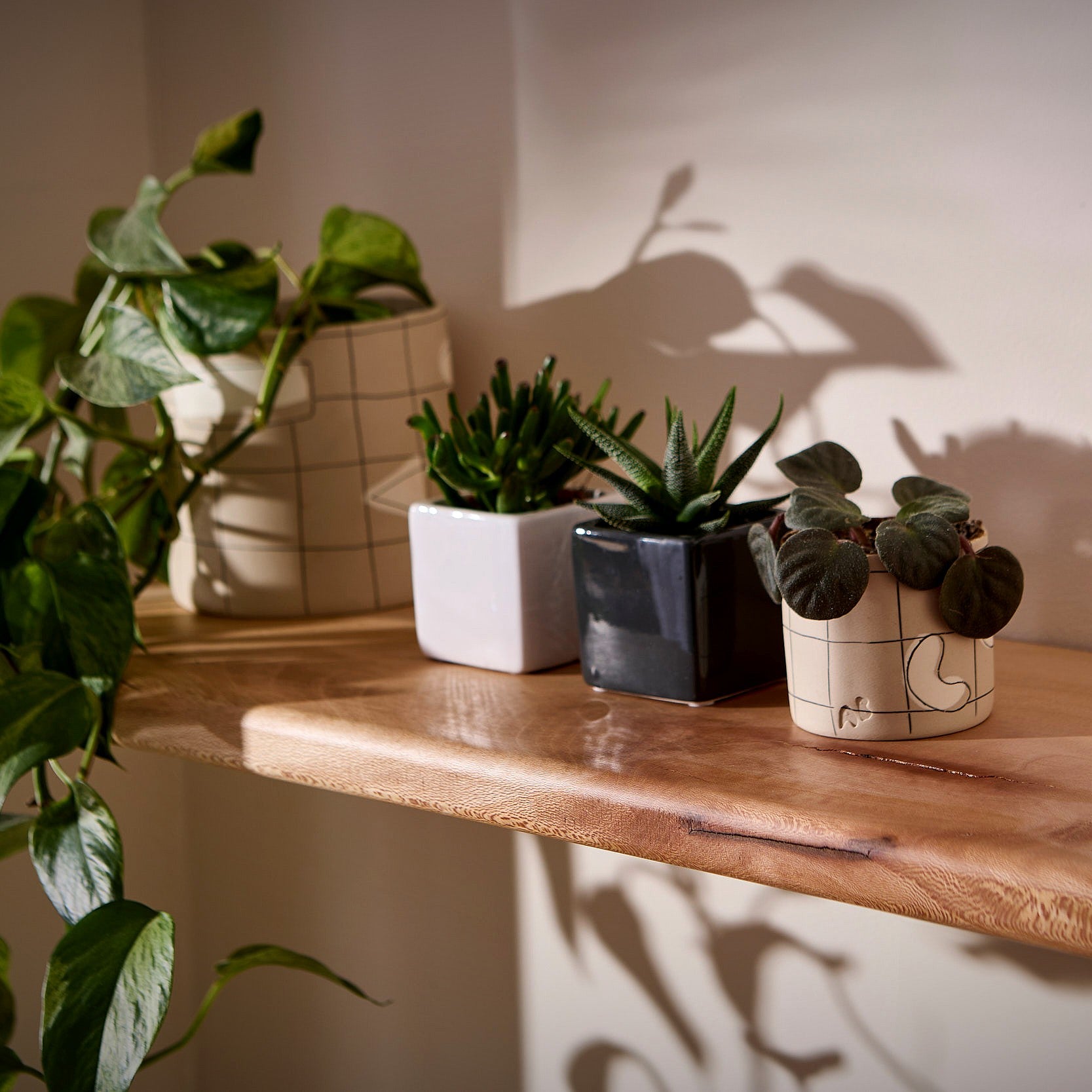 Houseplants on a solid London plane floating wooden shelf