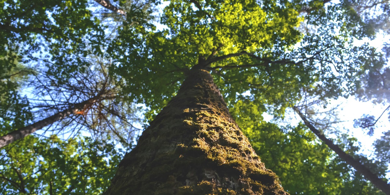 Trees against the sky