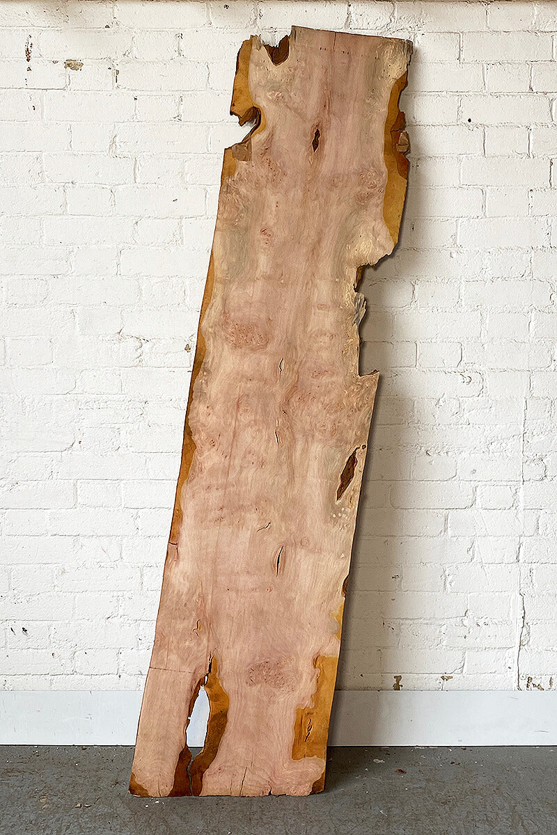 London Plane - Burr Board