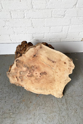 London Plane - Lacey Burr Block