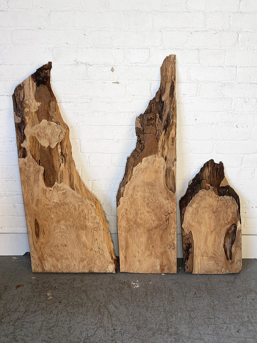 London Plane - Spalted Live Edge Boards